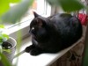 cat-11