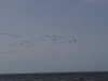 flock-of-birds
