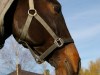 horse-4