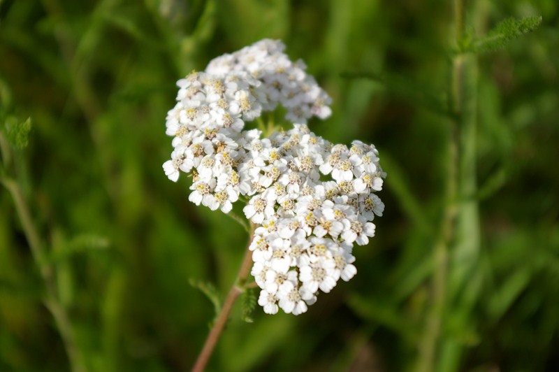 Flowers - DigitalFreePhotos