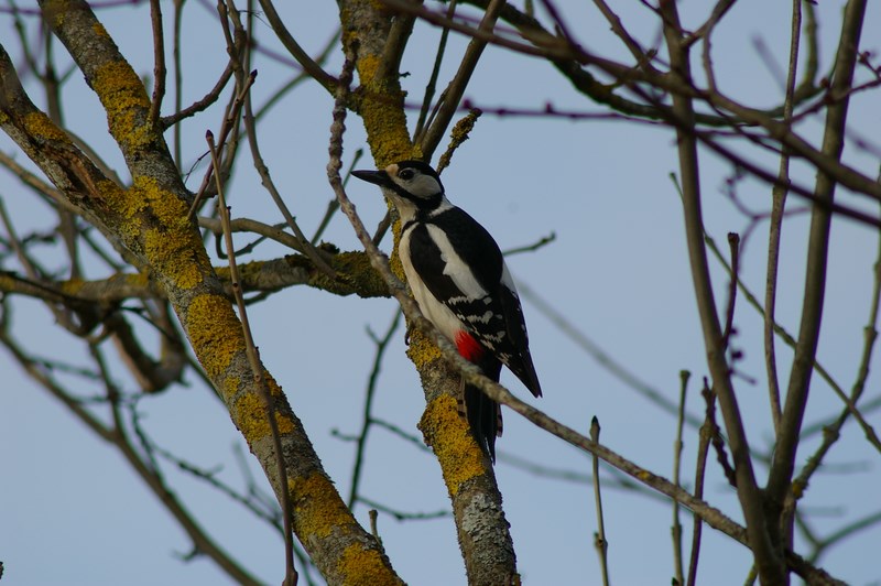 woodpecker.mars.2014